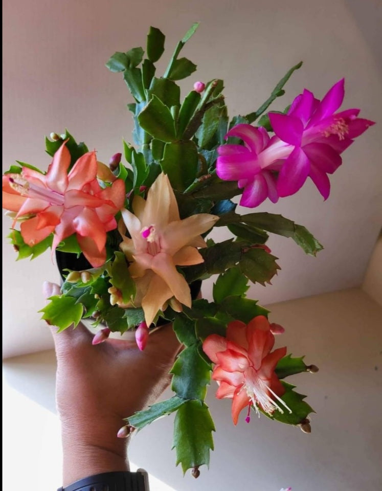 Thanksgiving Cactus
